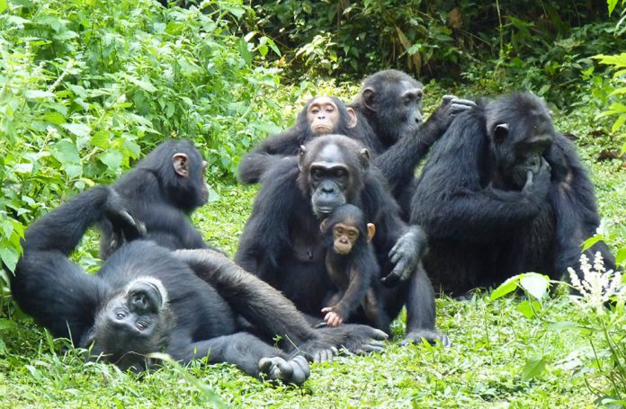 Kibale Forest Chimpanzee