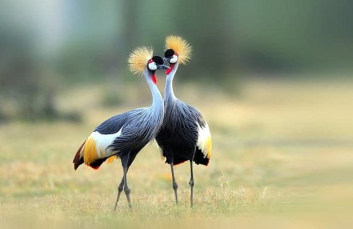 Grey Crested Crane